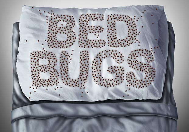 Bed Bug help , Goshen, Elkhart, Mishawaka, Granger
