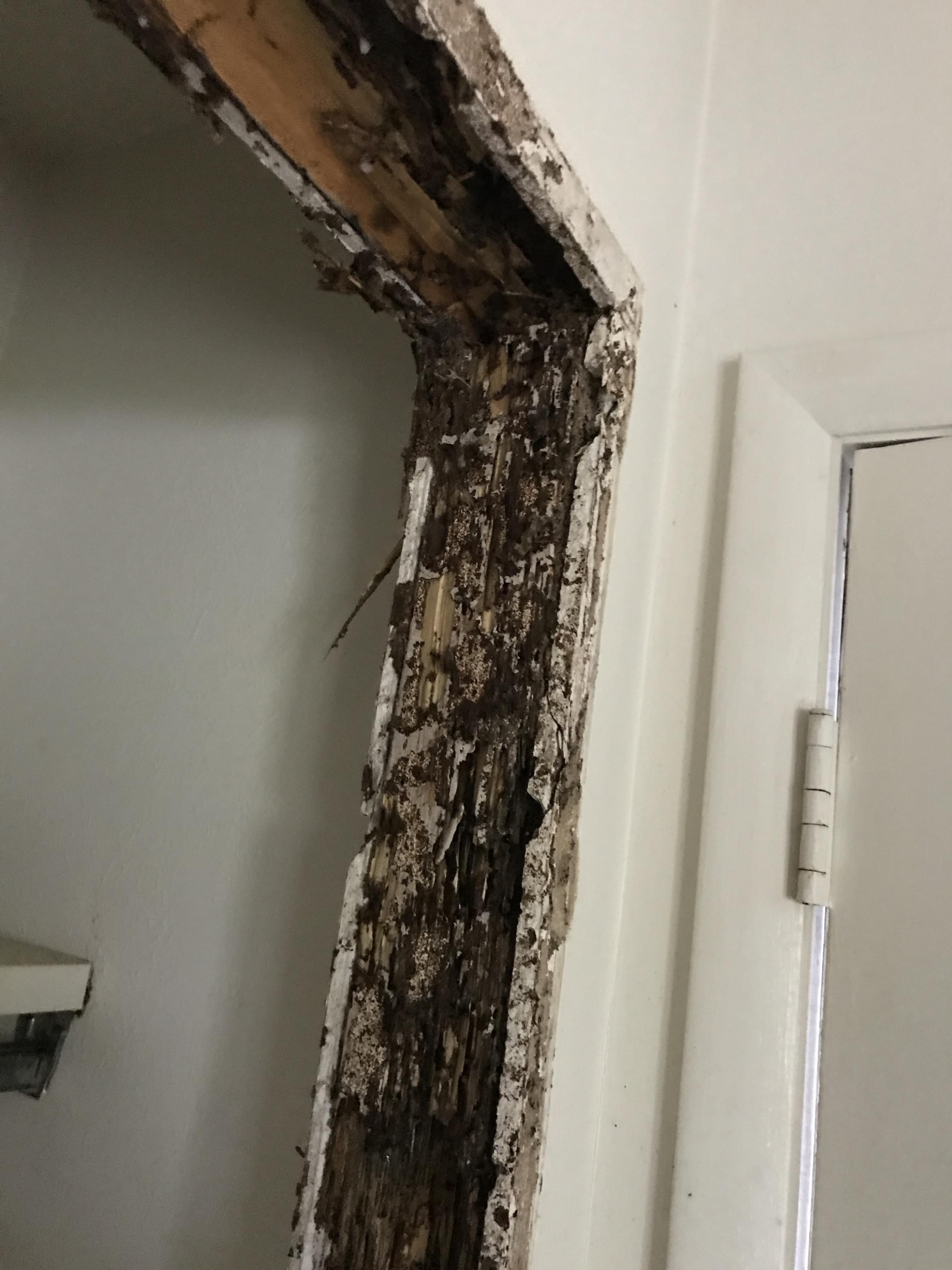 Termite damage on a door fram in Goshen indiana