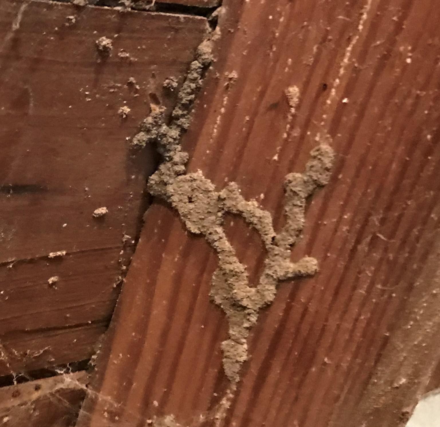 Termite dirt tub damage, Goshen Elkhart, Granger, Elkhart County 